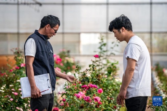 在云南省安寧市現(xiàn)代農(nóng)業(yè)園區(qū)玫瑰種植示范園，技術(shù)員田連通（左）在和同事交流（10月20日攝）。
