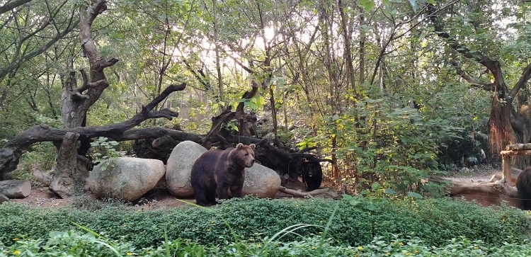 長隆野生動物世界園區(qū)內(nèi)，黑熊在森林間散步。人民網(wǎng)記者 張藝開攝