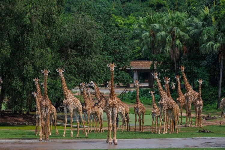 長隆野生動物世界園區(qū)內(nèi)，長頸鹿正在散步。鄧泳怡攝