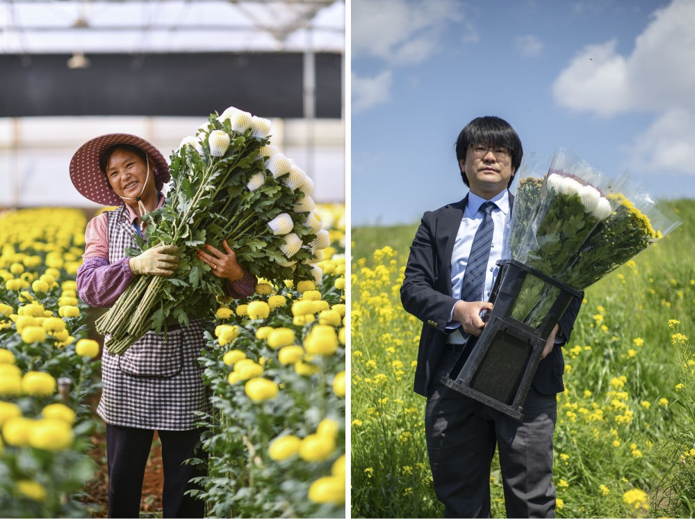 這張拼版照片中，左圖為2023年3月22日在中國云南省開遠(yuǎn)市，花農(nóng)李蘭英在采摘鮮花；右圖為2023年4月3日在日本埼玉縣三鄉(xiāng)市，經(jīng)營花卉公司的小西武為訂貨的花店送花。中國云南有著亞洲最大的鮮切花交易市場，一年可以賣出110億枝鮮切花。春季云南大量鮮花進(jìn)入盛花期，各類鮮花通過冷鏈物流陸續(xù)進(jìn)入日本市場，成為當(dāng)?shù)厝松畹拿利慄c綴。