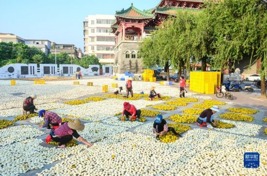 11月25日，在廣東省江門市新會(huì)區(qū)一處空地，人們對(duì)新會(huì)柑皮進(jìn)行翻皮晾曬。