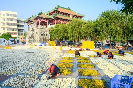 11月25日，在廣東省江門市新會(huì)區(qū)一處空地，人們對(duì)新會(huì)柑皮進(jìn)行翻皮晾曬。