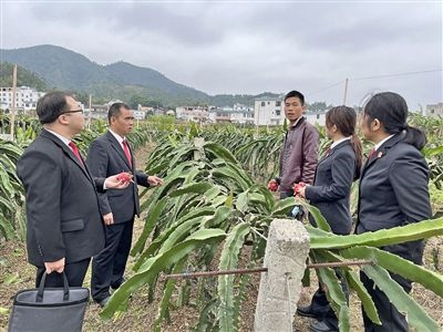  圖④：岑溪法院糯垌法庭法官深入轄區(qū)火龍果基地調(diào)研。