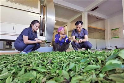  圖③：蒼梧法院六堡法庭法官深入茶企了解企業(yè)生產(chǎn)經(jīng)營(yíng)情況。