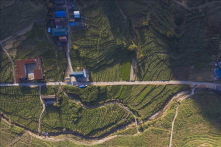 漠源鄉(xiāng)西柚基地。將樂(lè)縣農(nóng)業(yè)農(nóng)村局供圖