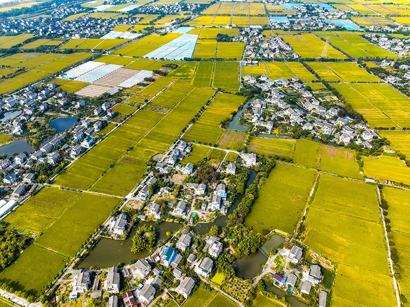 2023年10月22日，浙江海寧市黃灣鎮(zhèn)，金秋時節(jié)，金黃色的稻田與美麗鄉(xiāng)村構(gòu)成一幅寧靜祥和的畫卷。