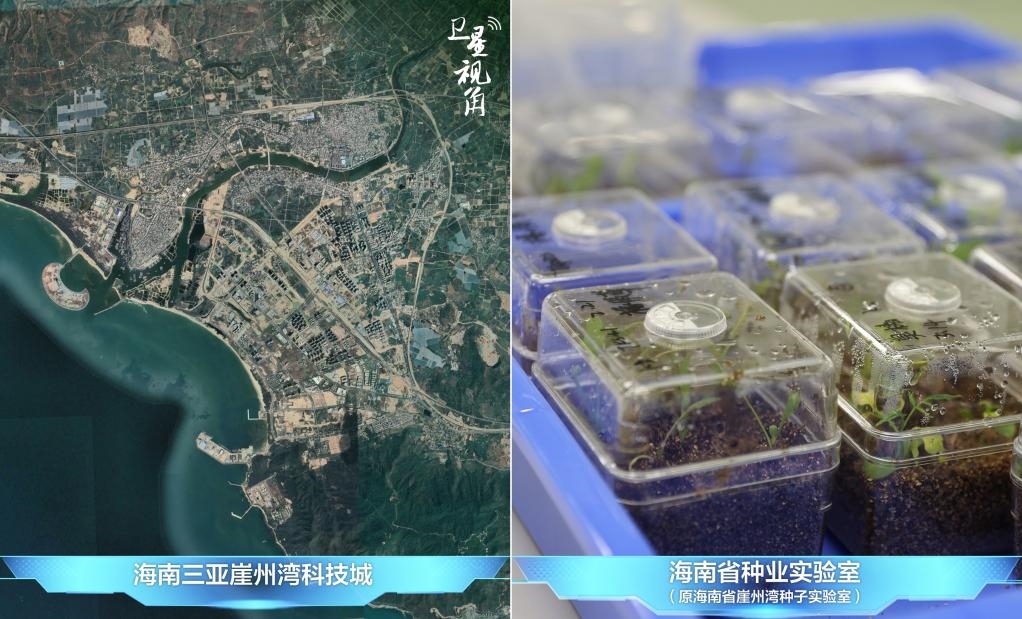 位于三亞崖州灣科技城的海南省種業(yè)實驗室（原海南省崖州灣種子實驗室）將形成輻射全國和“一帶一路”沿線國家的種子科學技術創(chuàng)新中心。