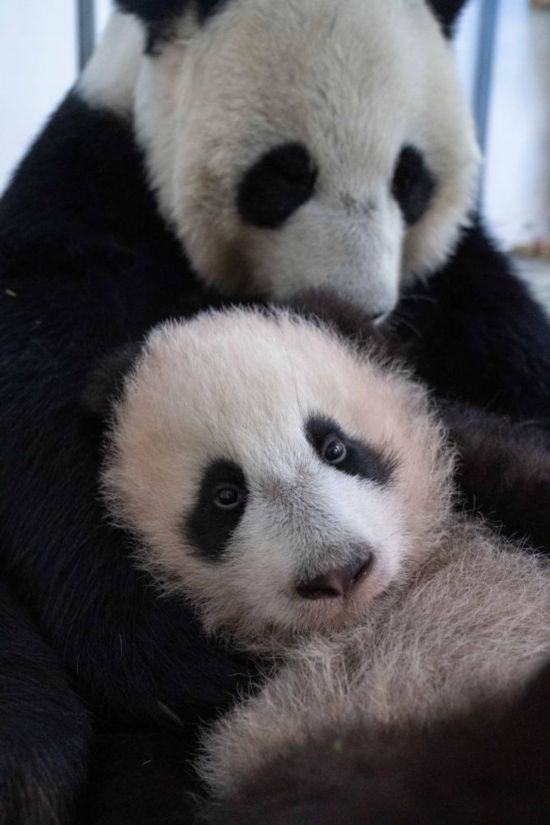  這是2023年12月21日在俄羅斯莫斯科動物園拍攝的大熊貓幼崽“喀秋莎”（前）和大熊貓媽媽“丁丁”在一起的照片。新華社發(fā)（莫斯科動物園供圖）