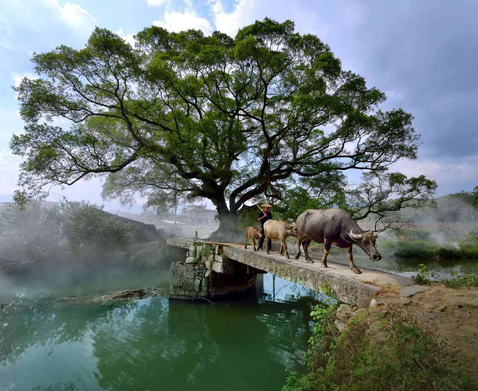 鹿鳴橋。(鄭紀(jì)人物處配圖) 張穎 攝