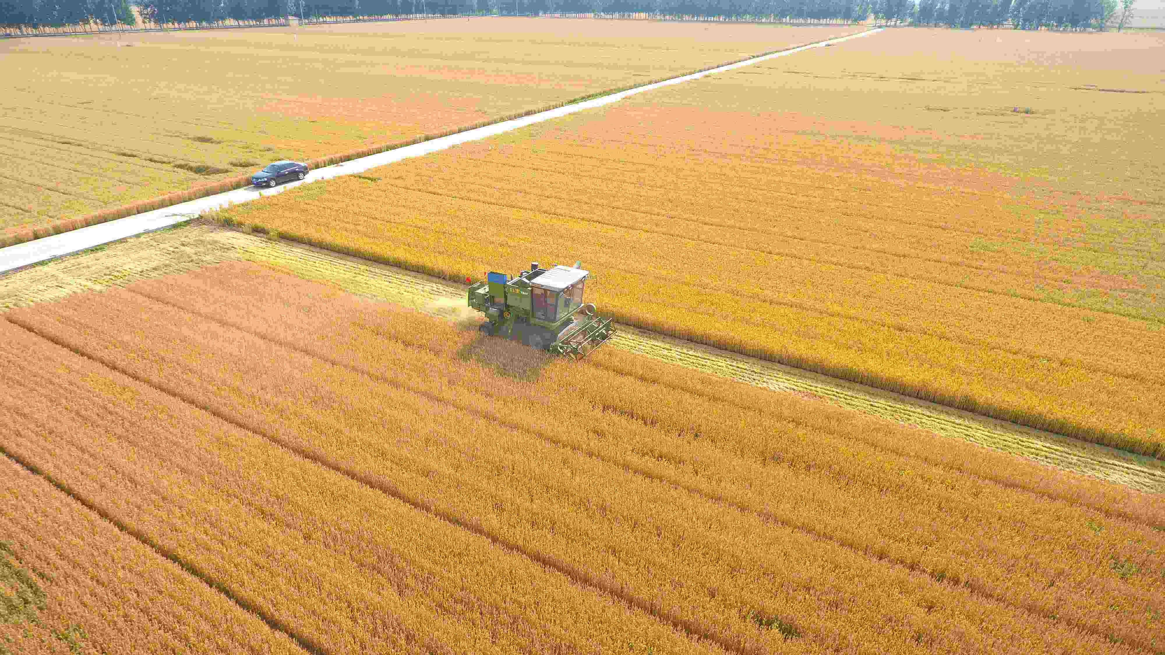 △ 2023年6月5日，山東聊城茌平區(qū)賈寨鎮(zhèn)王藥包村，收割機在田間進行小麥收割作業(yè)。
