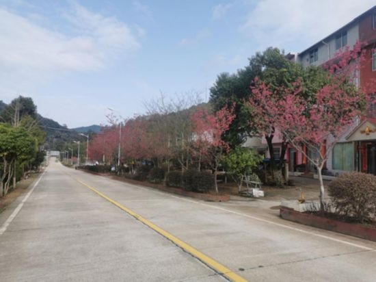 道路兩旁的山櫻花。將樂縣農(nóng)業(yè)農(nóng)村局供圖
