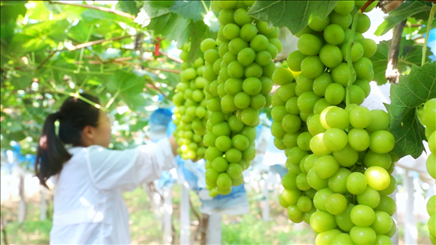 小屯村葡萄園里的陽光玫瑰葡萄。肖俊楠攝