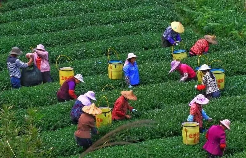 △軍營村茶農(nóng)在茶園采茶。