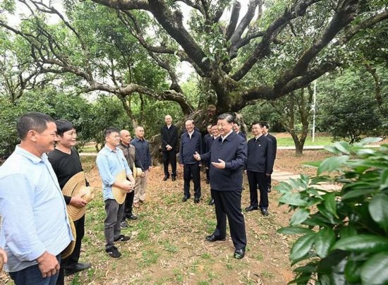 2023年4月11日，習(xí)近平總書記在廣東茂名高州市根子鎮(zhèn)柏橋村荔枝種植園，同現(xiàn)場技術(shù)人員親切交流。