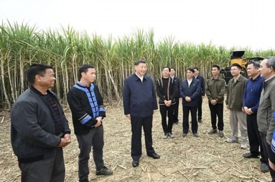 2023年12月14日，習(xí)近平總書記在廣西來賓市國家現(xiàn)代農(nóng)業(yè)產(chǎn)業(yè)園黃安優(yōu)質(zhì)“雙高”糖料蔗基地考察。
