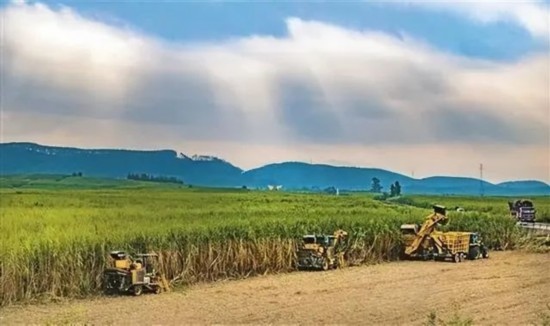 廣西來賓市興賓區(qū)鳳凰鎮(zhèn)黃安村“雙高”糖料蔗基地里，收割機(jī)手正在機(jī)械化砍收糖蔗。