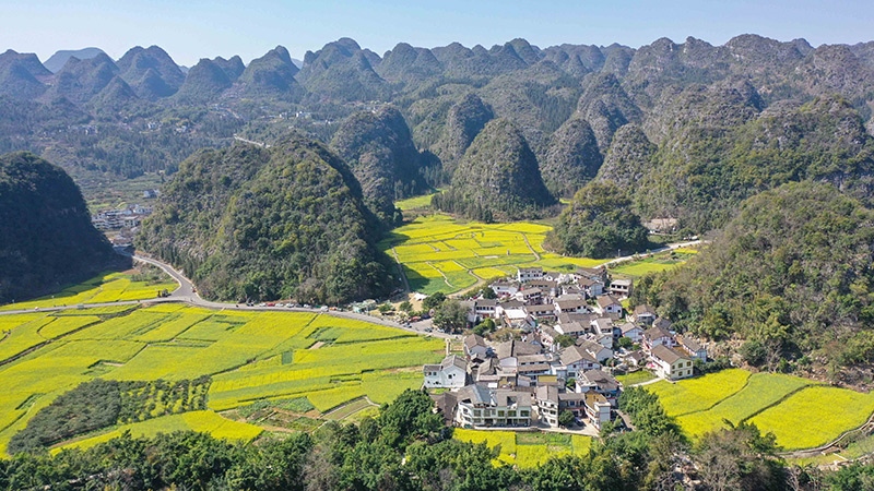 2024年2月17日，貴州省興義市萬(wàn)峰林景區(qū)的油菜花海景色（無(wú)人機(jī)照片）。