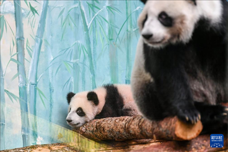 這是3月8日在俄羅斯莫斯科動(dòng)物園拍攝的大熊貓“喀秋莎”（左）和媽媽“丁丁”。新華社記者 曹陽(yáng) 攝