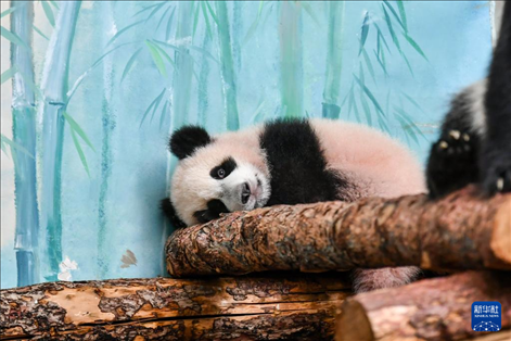 這是3月8日在俄羅斯莫斯科動(dòng)物園拍攝的大熊貓“喀秋莎”。新華社記者 曹陽(yáng) 攝
