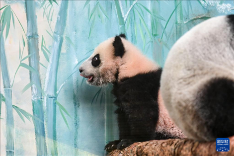 這是3月8日在俄羅斯莫斯科動(dòng)物園拍攝的大熊貓“喀秋莎”。新華社記者 曹陽(yáng) 攝
