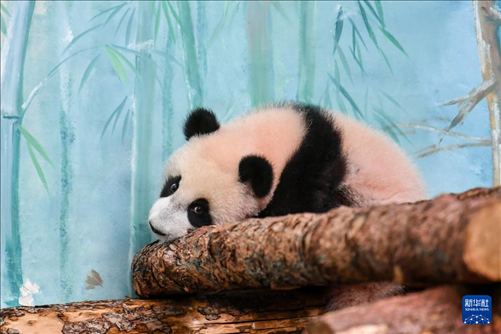 這是3月8日在俄羅斯莫斯科動(dòng)物園拍攝的大熊貓“喀秋莎”。新華社記者 曹陽(yáng) 攝