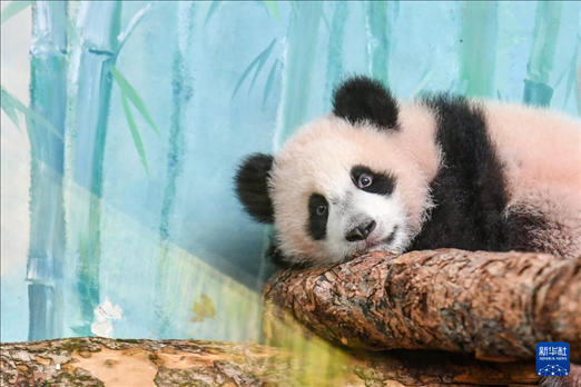 這是3月8日在俄羅斯莫斯科動(dòng)物園拍攝的大熊貓“喀秋莎”。新華社記者 曹陽(yáng) 攝
