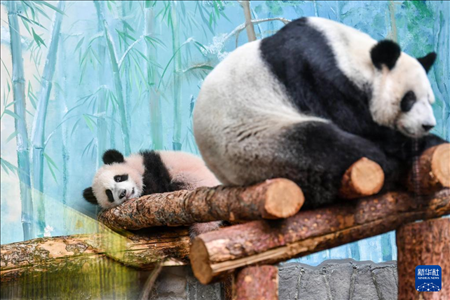 這是3月8日在俄羅斯莫斯科動(dòng)物園拍攝的大熊貓“喀秋莎”（左）和媽媽“丁丁”。新華社記者 曹陽(yáng) 攝