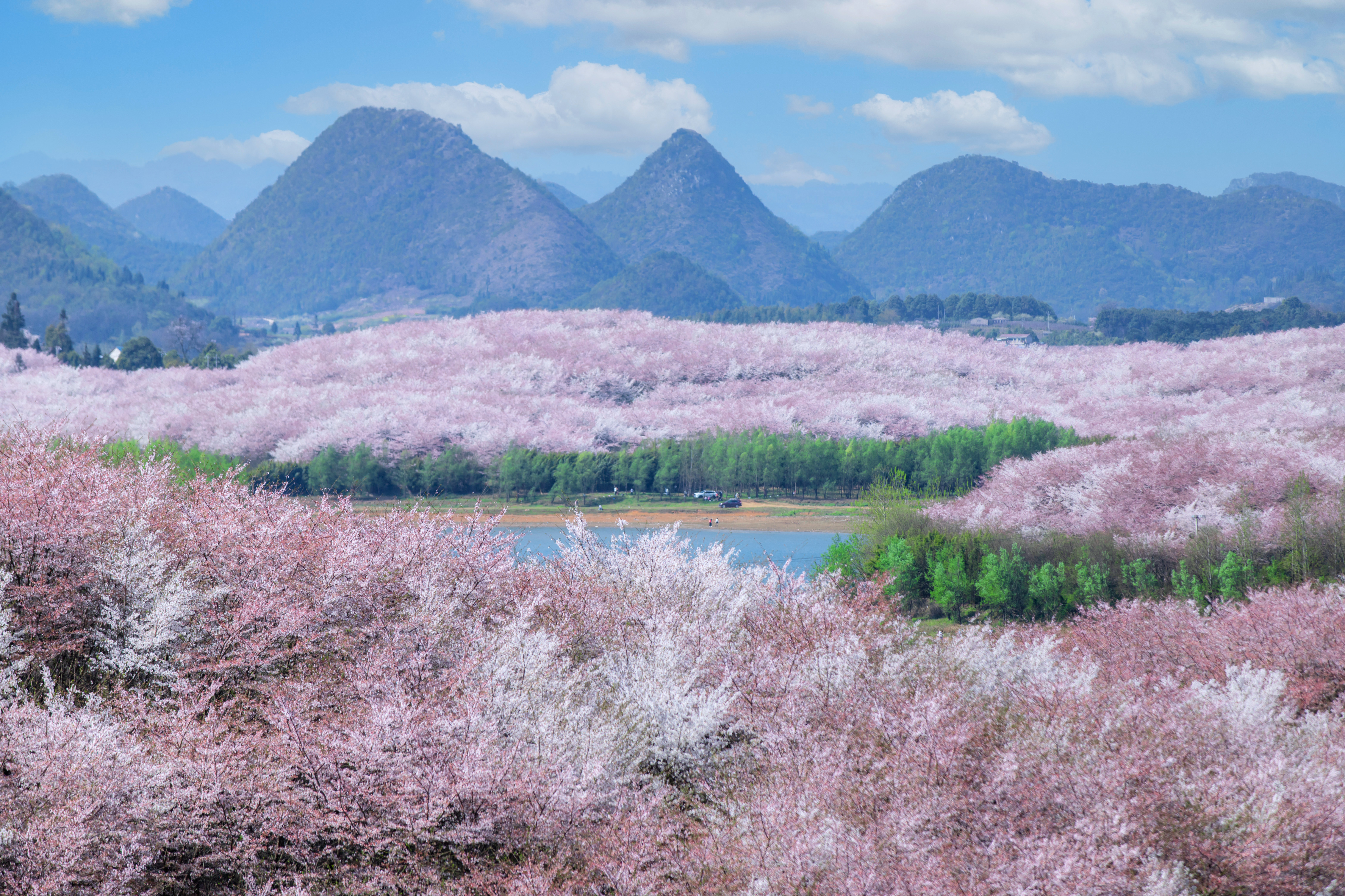 貴安櫻花園內(nèi)萬畝櫻花盛放。楊明亮 攝