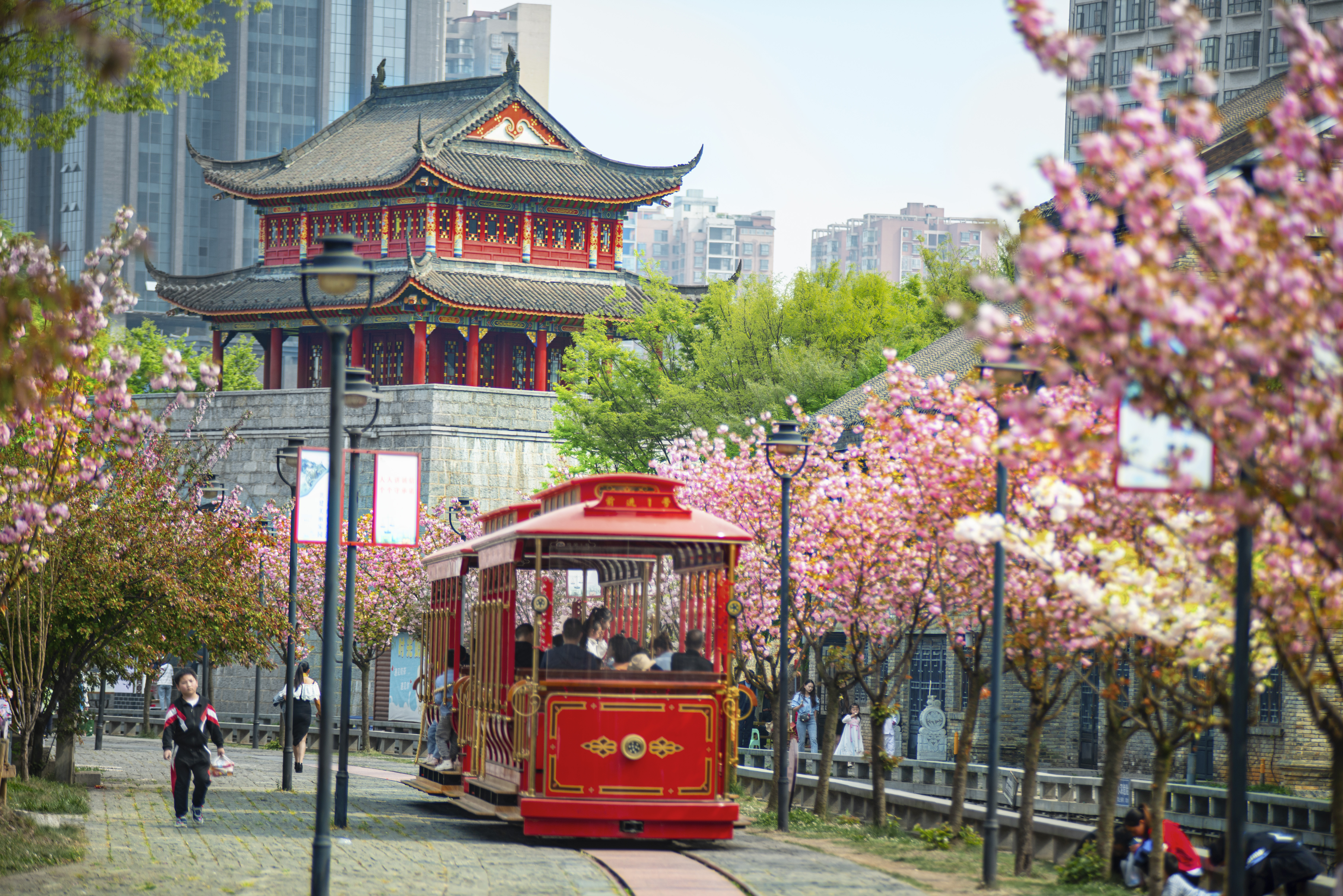 水城古鎮(zhèn)櫻花綻放，游客乘坐觀光小火車游覽美景。何育勇 攝