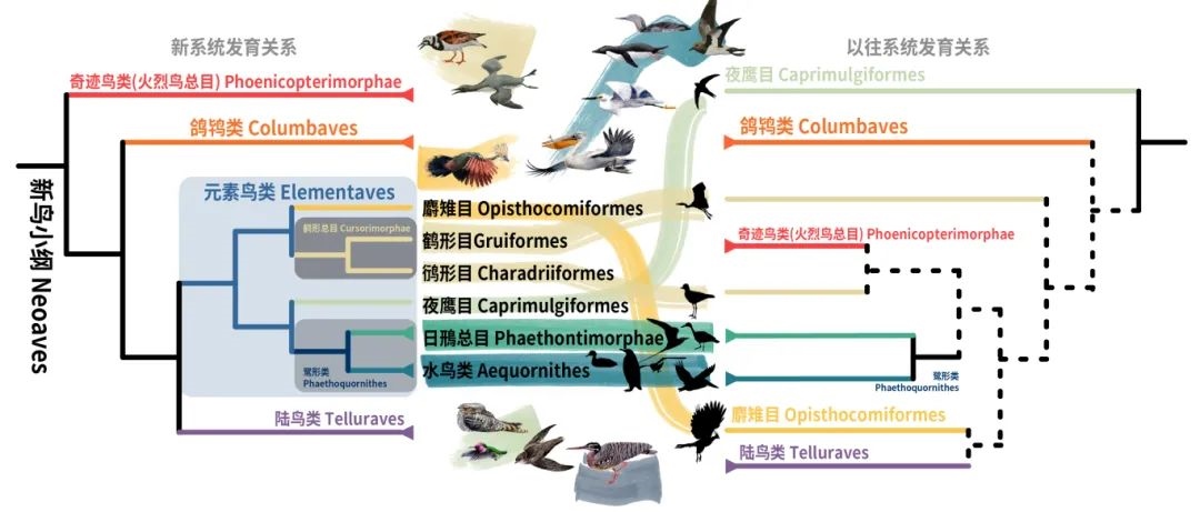 新鳥小綱主要類群的分類變動(dòng)。浙江大學(xué)供圖