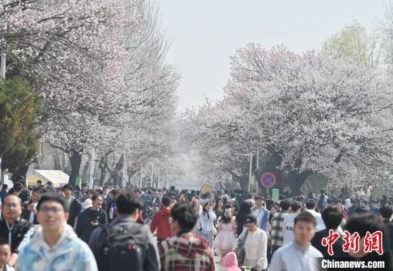 4月21日，大量游客來到吉林大學南嶺校區(qū)賞花。張瑤 攝