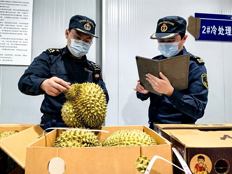海關(guān)關(guān)員對中老鐵路裝載進境榴蓮進行查驗。黃中磊攝
