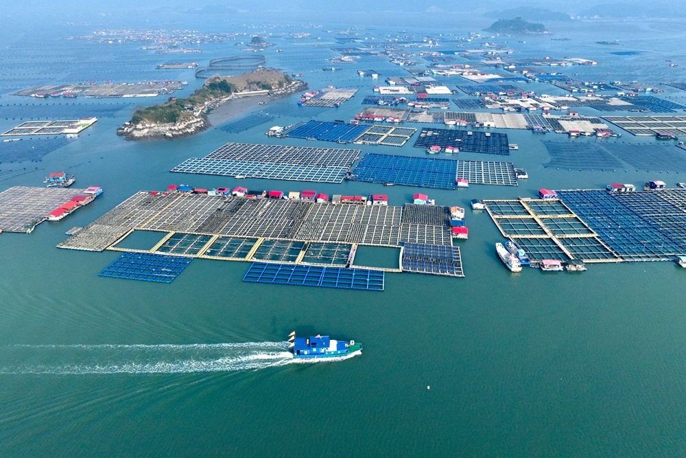 這是2024年1月11日拍攝的福建省寧德市霞浦縣海上養(yǎng)殖區(qū)（無人機照片）。新華社記者 姜克紅 攝