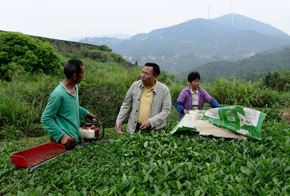2024年5月9日，在福建省安溪縣西坪鎮(zhèn)珠洋村，科技特派員（中）在指導茶農(nóng)使用機器科學化采收茶葉。新華社記者 魏培全 攝