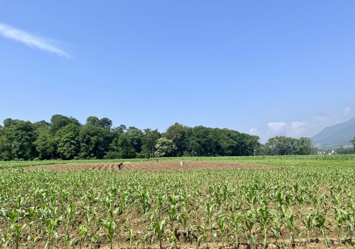 下界頭蔬菜基地。人民網(wǎng) 高清揚(yáng)攝