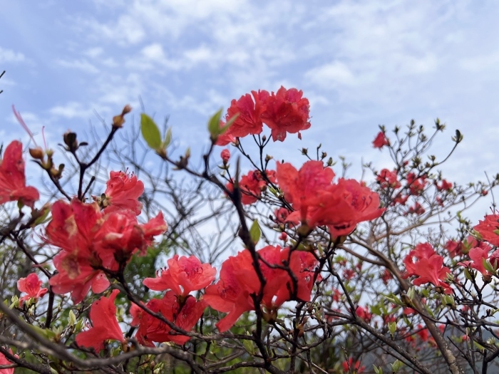陽(yáng)明山的杜鵑花。人民網(wǎng) 高清揚(yáng)攝
