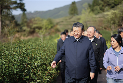 2021年3月22日下午，習(xí)近平在福建省南平市武夷山市星村鎮(zhèn)燕子窠生態(tài)茶園，察看春茶長(zhǎng)勢(shì)，了解當(dāng)?shù)夭璁a(chǎn)業(yè)發(fā)展情況。