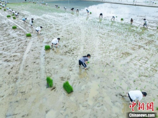 圖為5月21日，航拍綏陽縣旺草中學(xué)學(xué)生在旺草萬畝大壩體驗(yàn)插秧。唐哲 攝