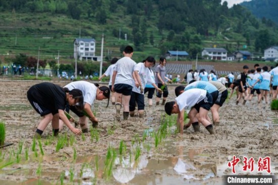 圖為5月21日，綏陽縣旺草中學(xué)學(xué)生在旺草萬畝大壩體驗(yàn)插秧。唐哲 攝
