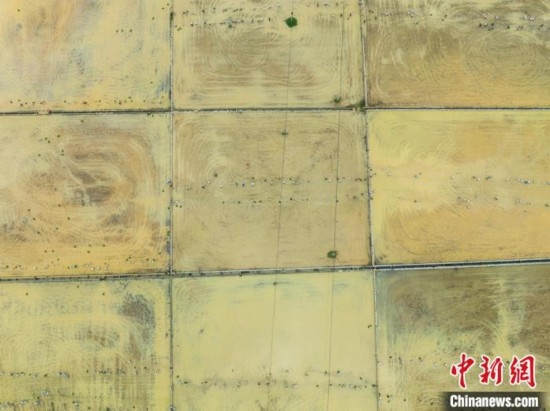 圖為5月21日，航拍綏陽縣旺草中學(xué)學(xué)生在旺草萬畝大壩體驗(yàn)插秧。唐哲 攝