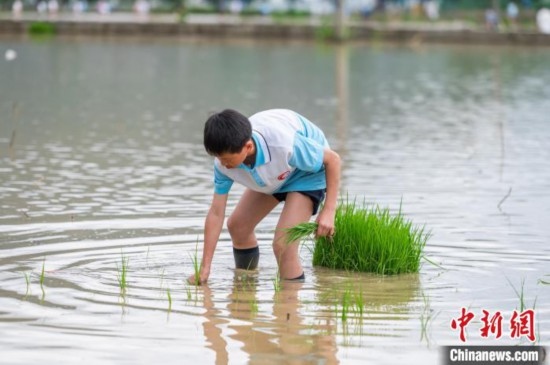 圖為5月21日，一名學(xué)生在綏陽縣旺草萬畝大壩體驗(yàn)插秧。唐哲 攝