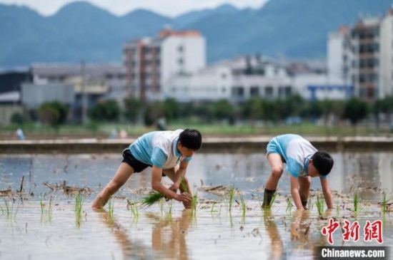圖為5月21日，兩名學(xué)生在綏陽縣旺草萬畝大壩體驗(yàn)插秧。唐哲 攝