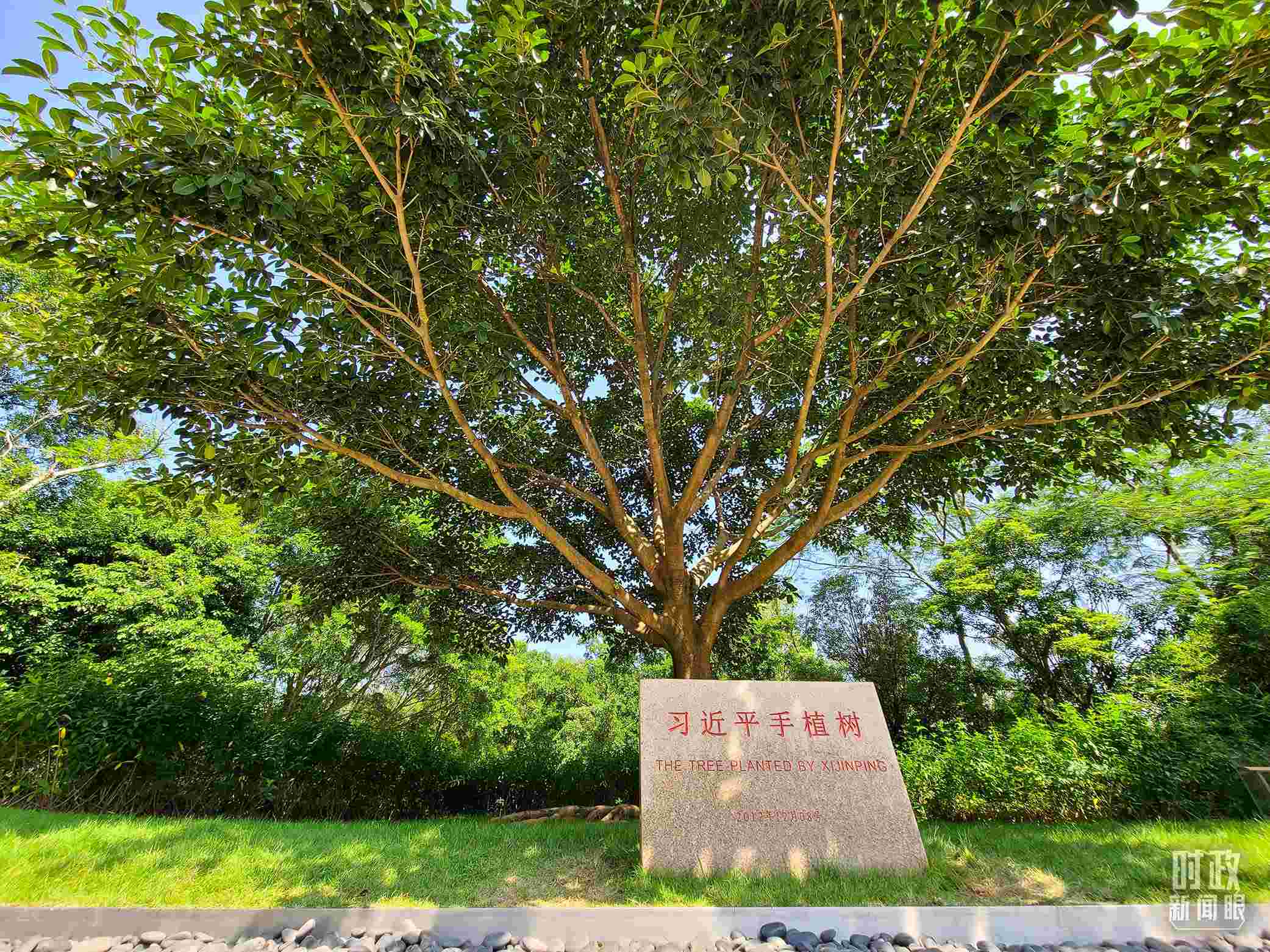 習(xí)近平2012年在深圳蓮花山公園種下的高山榕樹已枝繁葉茂。（總臺央視記者趙化拍攝）