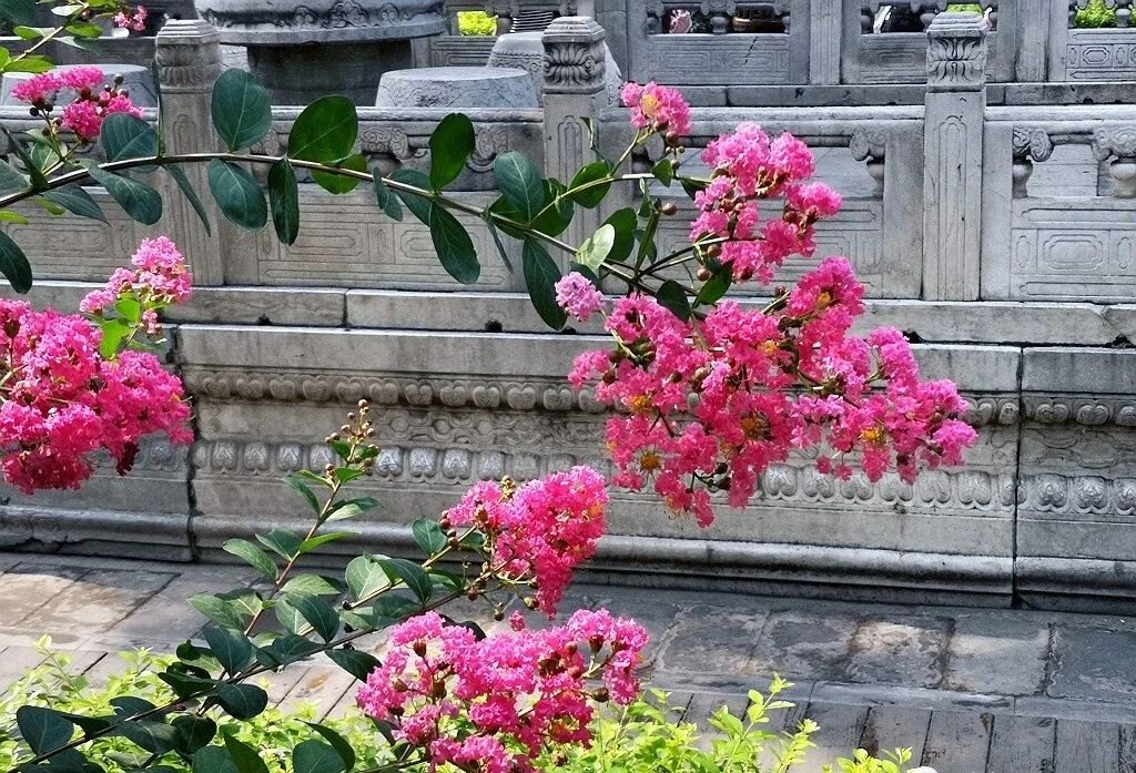 夏天的故宮一角。故宮博物院供圖