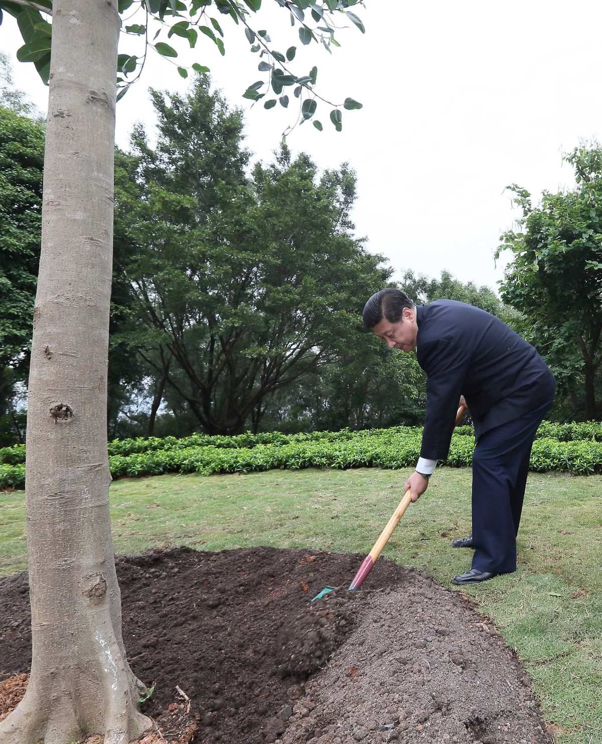 2012年12月8日，習近平在深圳蓮花山公園種下一棵高山榕樹。