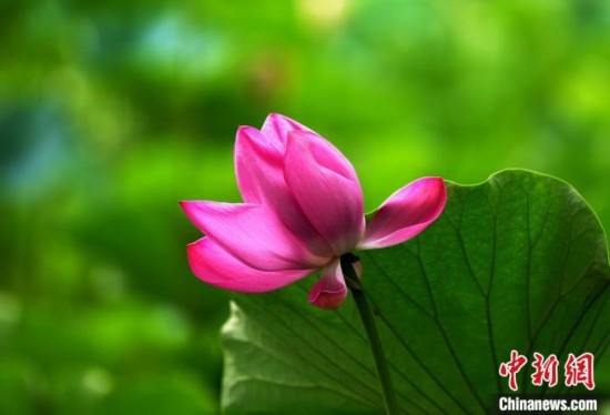 6月19日，時(shí)值一年畢業(yè)季，四川大學(xué)望江校區(qū)荷花池里的荷花盛開(kāi)，成為了畢業(yè)生們的打卡圣地，吸引了眾多畢業(yè)生拍照留念。圖為盛開(kāi)的荷花。中新社記者 安源 攝