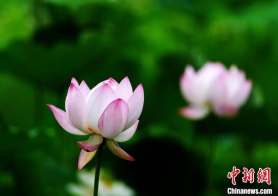 6月19日，時(shí)值一年畢業(yè)季，四川大學(xué)望江校區(qū)荷花池里的荷花盛開(kāi)，成為了畢業(yè)生們的打卡圣地，吸引了眾多畢業(yè)生拍照留念。圖為盛開(kāi)的荷花。中新社記者 安源 攝