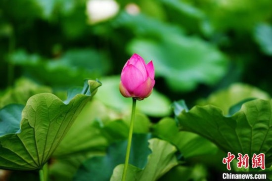 6月19日，時(shí)值一年畢業(yè)季，四川大學(xué)望江校區(qū)荷花池里的荷花盛開(kāi)，成為了畢業(yè)生們的打卡圣地，吸引了眾多畢業(yè)生拍照留念。圖為含苞待放的荷花。中新社記者 安源 攝