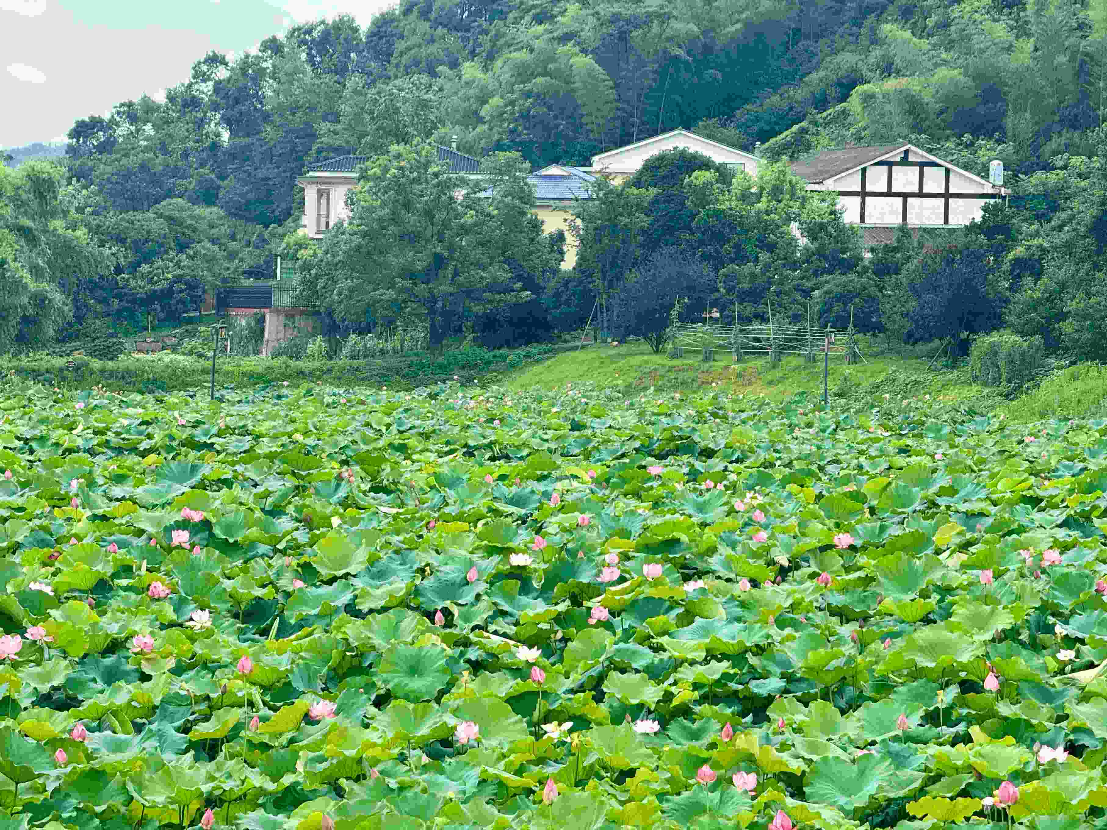 在湖南省益陽市清溪村，滿池荷花競相綻放。人民網(wǎng)記者 劉微攝