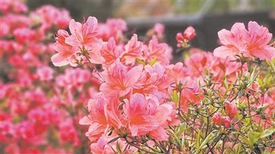 井岡山大學(xué)北區(qū)的生物園內(nèi)，一叢叢映山紅競相怒放。井岡山大學(xué)供圖